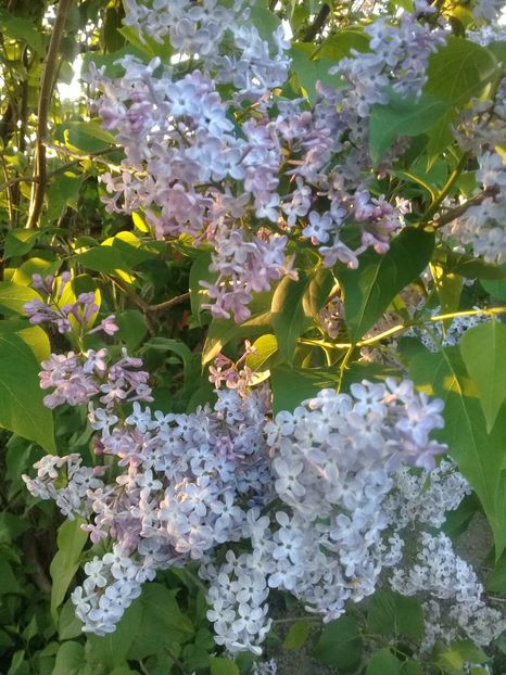  - Syringa vulgaris