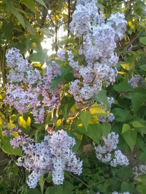  - Syringa vulgaris