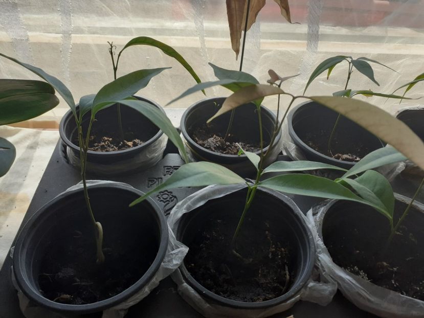 Longan - Plante Exotice