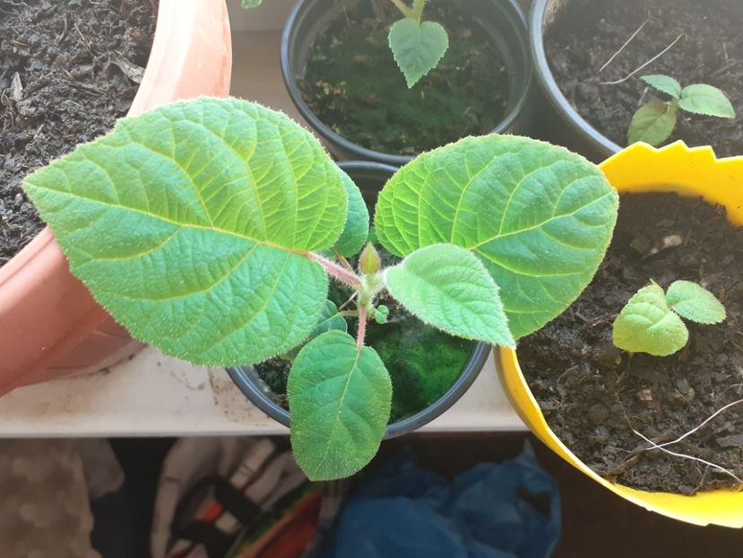 Kivi - Plante Exotice