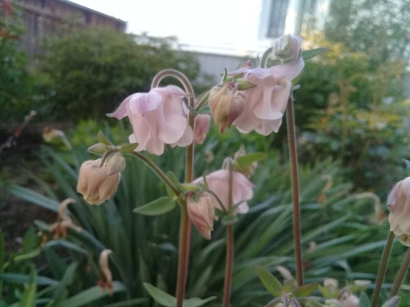  - Alte flori