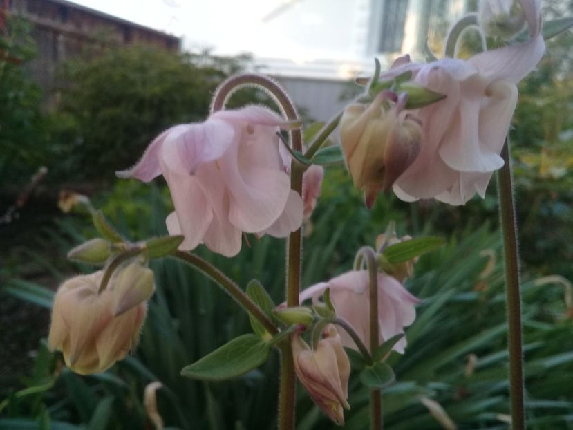 - Alte flori