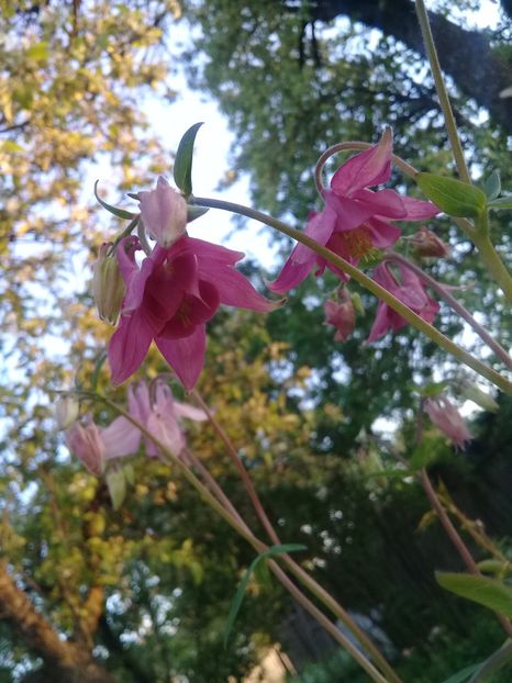  - Alte flori