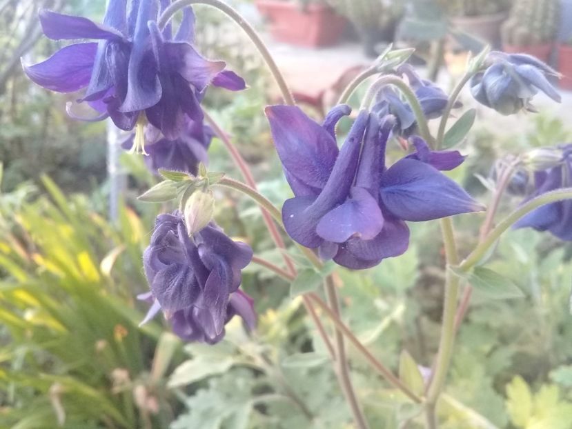  - Alte flori