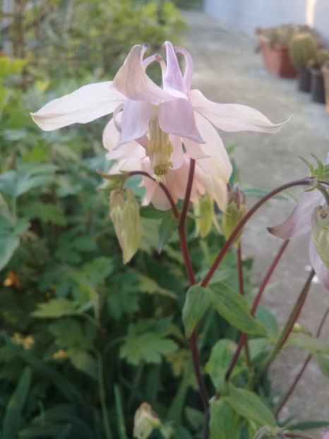  - Alte flori