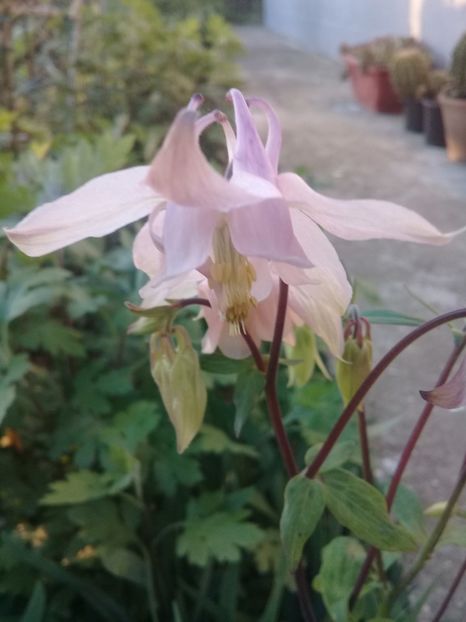  - Alte flori