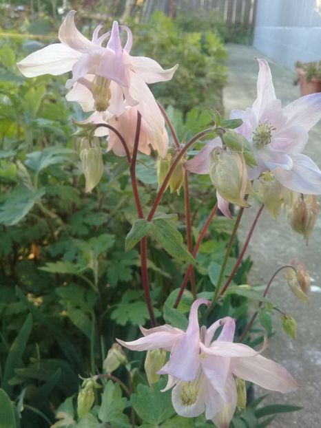  - Alte flori