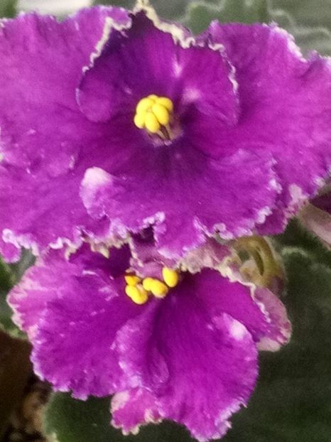 5 apr - ZZ LE Tumannost Andromedy