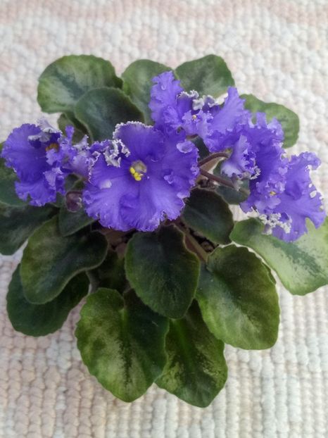 11 apr - LE Shining Star