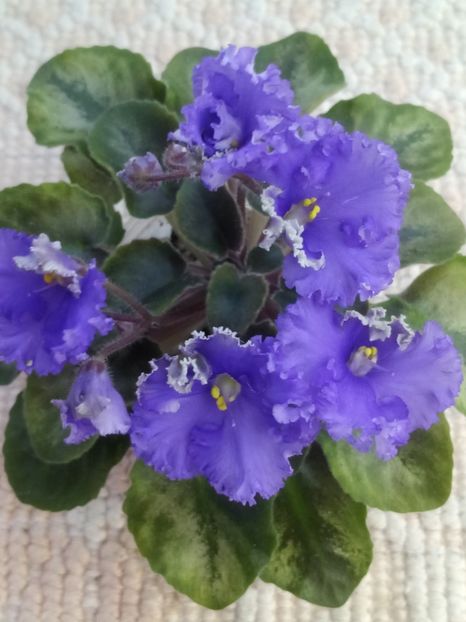 11 apr - LE Shining Star