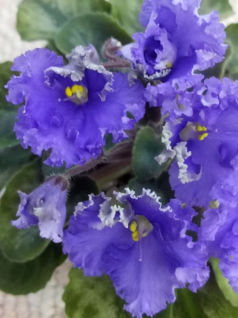 11 apr - LE Shining Star