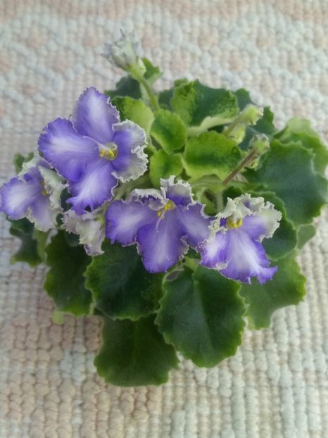 11 apr - LE Shining Star