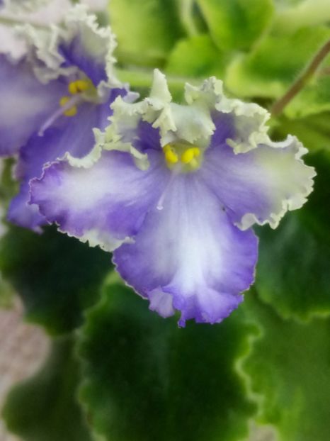 11 apr - LE Shining Star