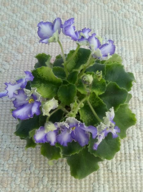 22 apr - LE Shining Star