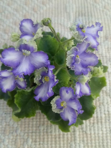 22 apr - LE Shining Star