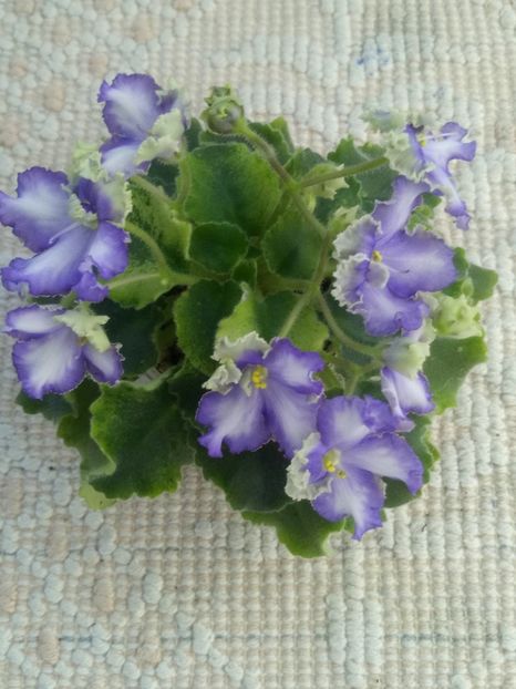 22 apr - LE Shining Star