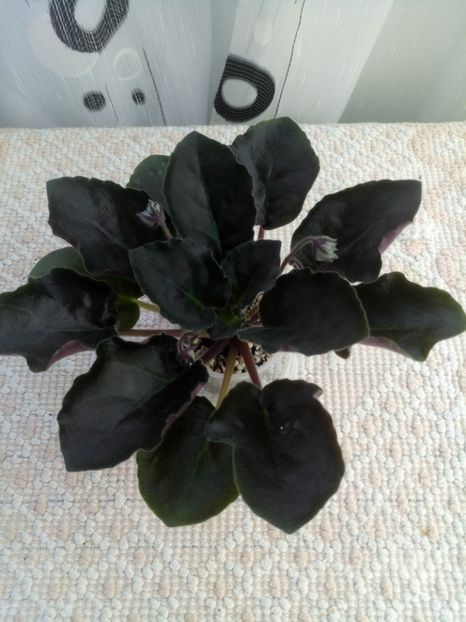 22 apr - RM Vasilisa