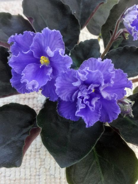 29 apr - RM Vasilisa