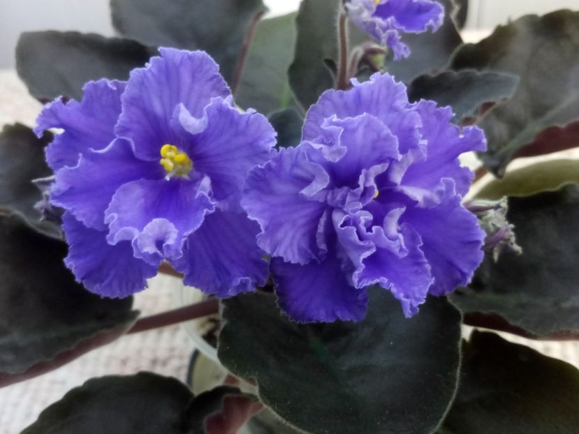 29 apr - RM Vasilisa