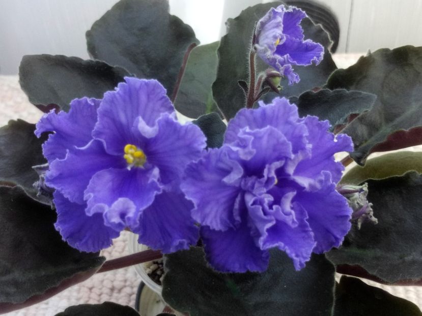 29 apr - RM Vasilisa