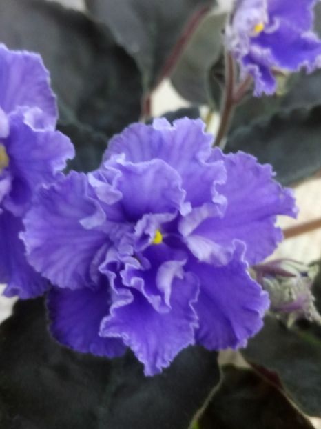 29 apr - RM Vasilisa