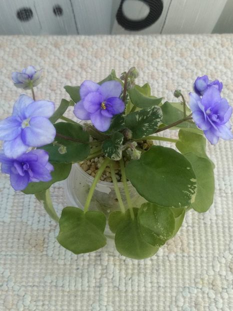 22 apr - Pacific Pearl