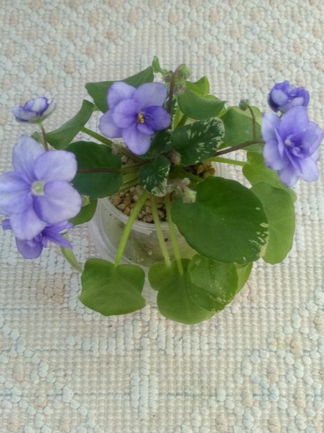 22 apr - Pacific Pearl