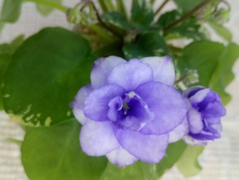 22 apr - Pacific Pearl