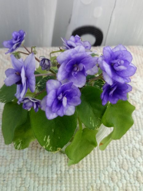 3 mai - Pacific Pearl