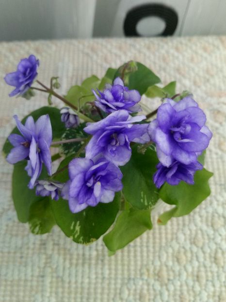 3 mai - Pacific Pearl