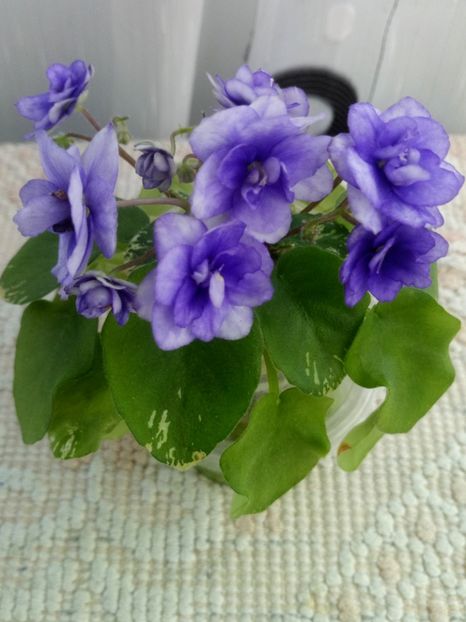 3 mai - Pacific Pearl