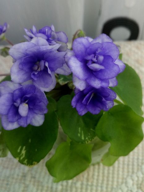 3 mai - Pacific Pearl