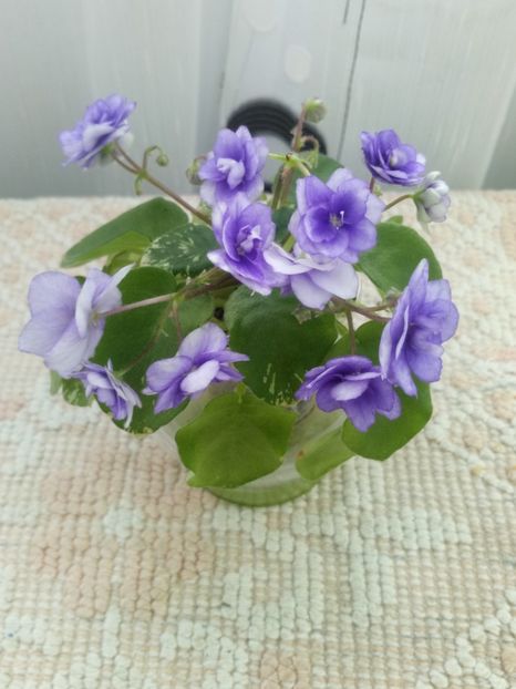 7 mai - Pacific Pearl