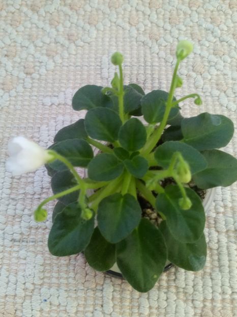 29 apr - Honeymoon Trail