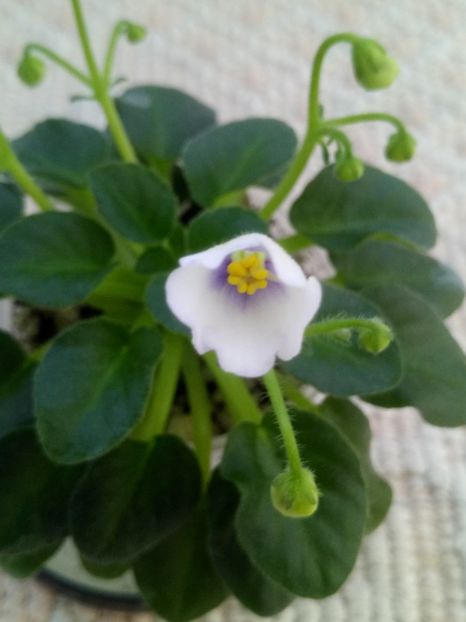 29 apr - Honeymoon Trail