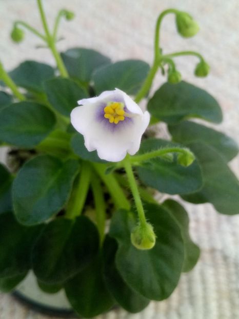 29 apr - Honeymoon Trail