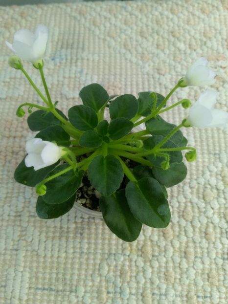 3 mai - Honeymoon Trail