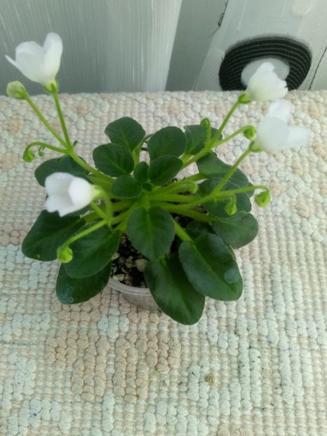 3 mai - Honeymoon Trail