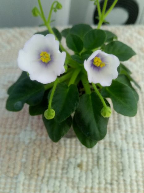 3 mai - Honeymoon Trail