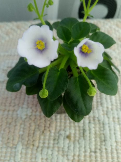 3 mai - Honeymoon Trail