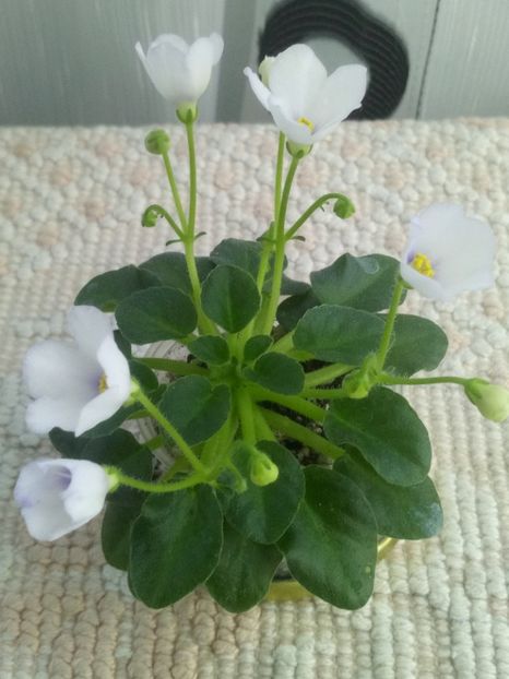 7 mai - Honeymoon Trail