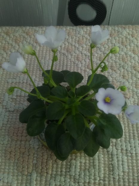 7 mai - Honeymoon Trail