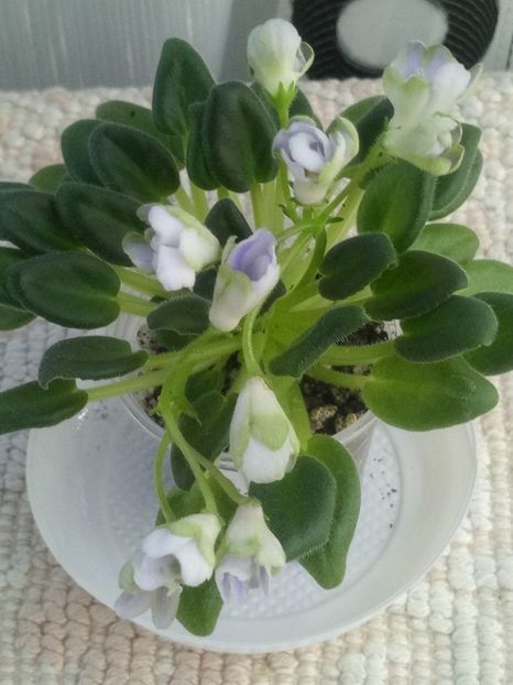 24 apr - ZZ LE Lesnoy Narodets