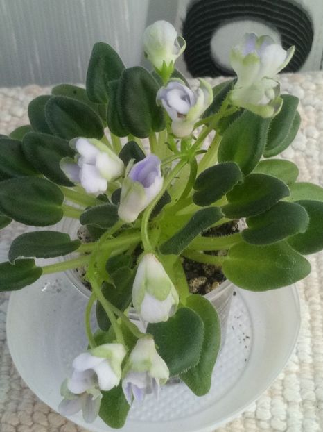 24 apr - ZZ LE Lesnoy Narodets