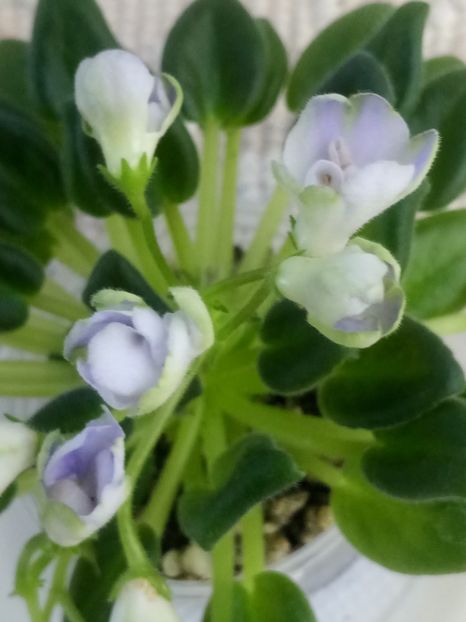 24 apr - ZZ LE Lesnoy Narodets