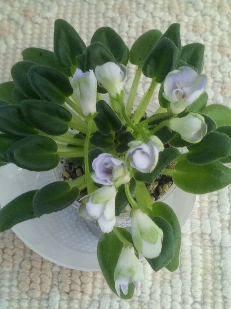 24 apr - ZZ LE Lesnoy Narodets