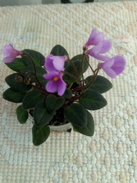 3 mai - Flashy Trail