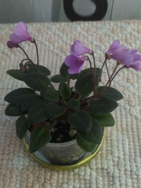 7 mai - Flashy Trail