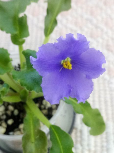 29 apr - Senk s Try the Decaf