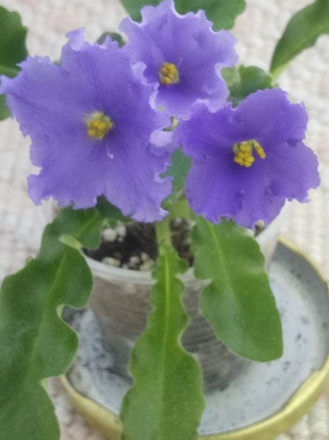 7 mai - Senk s Try the Decaf